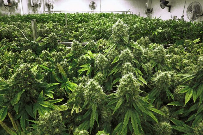 Marijuana cultivation from seeds- A comprehensive guide