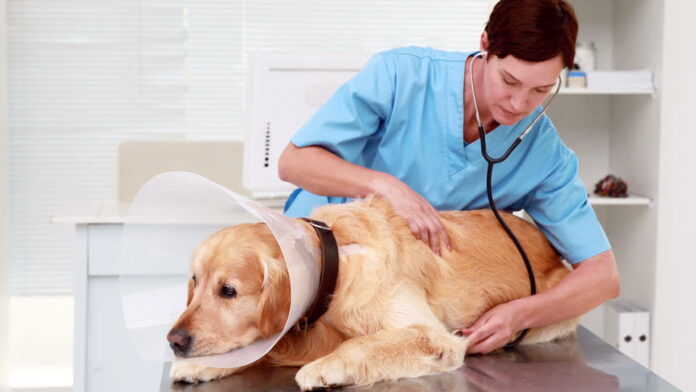 pain management