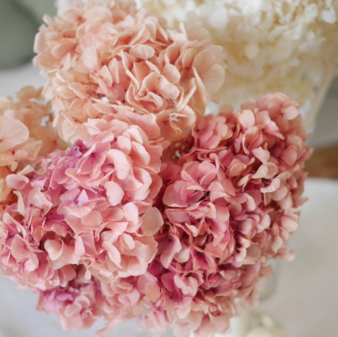 Preserved hydrangea